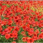 Poppy Fields
